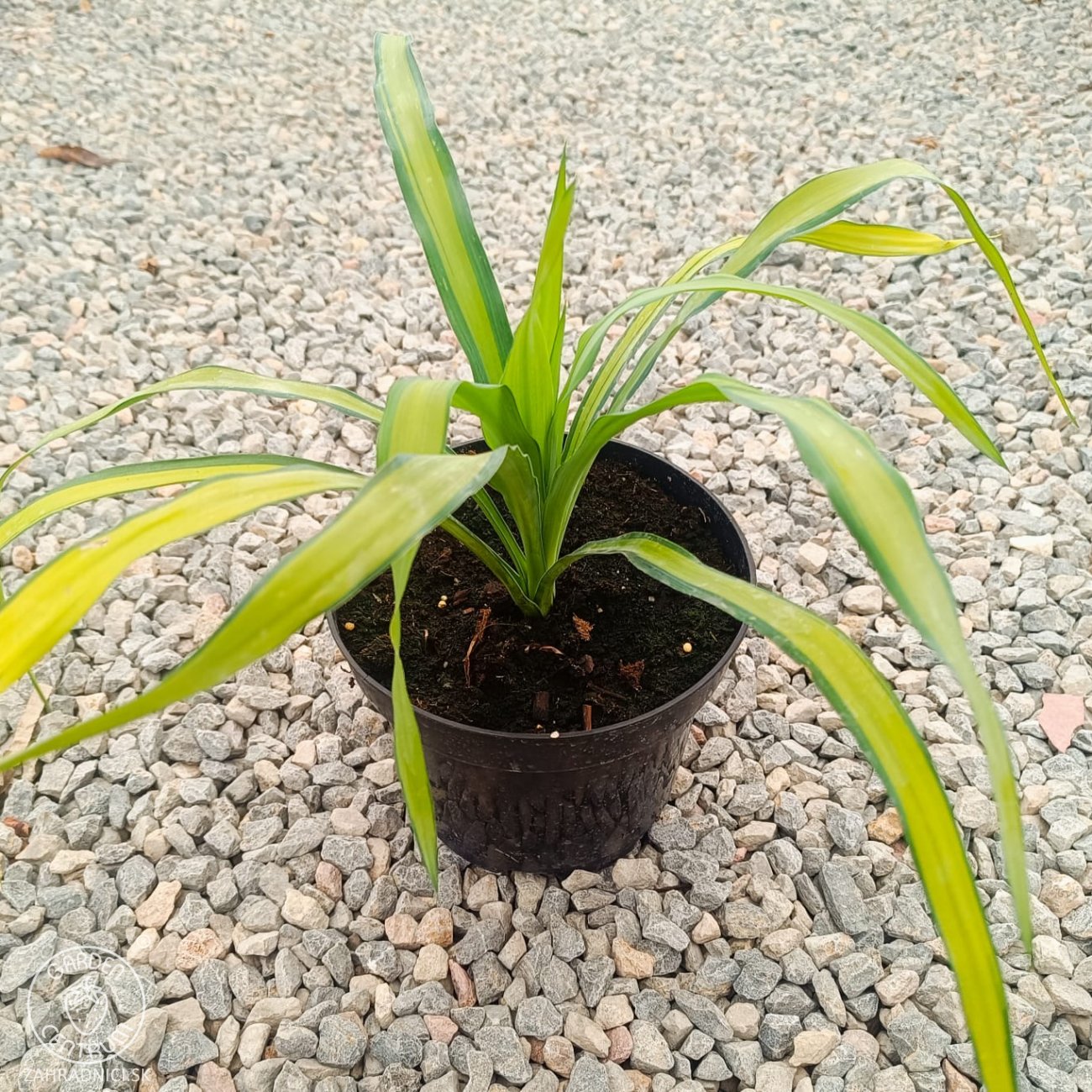 Obrázok Juka previsnutá (Yucca recurvifolia) ´BANANA SPLIT´ - výška 10-20 cm, kont. C2L (-20 °C)